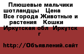 Плюшевые мальчики шотландцы › Цена ­ 500 - Все города Животные и растения » Кошки   . Иркутская обл.,Иркутск г.